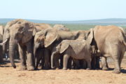 View Elephants South Africa