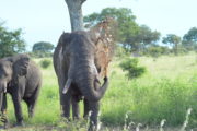 Elephant Kruger National Park