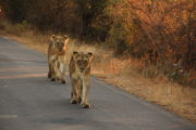 Game viewing Kruger National Park